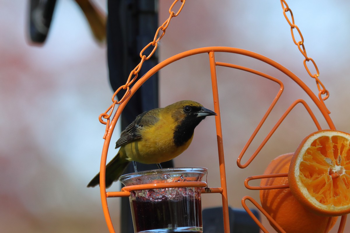 Orchard Oriole - ML334671051