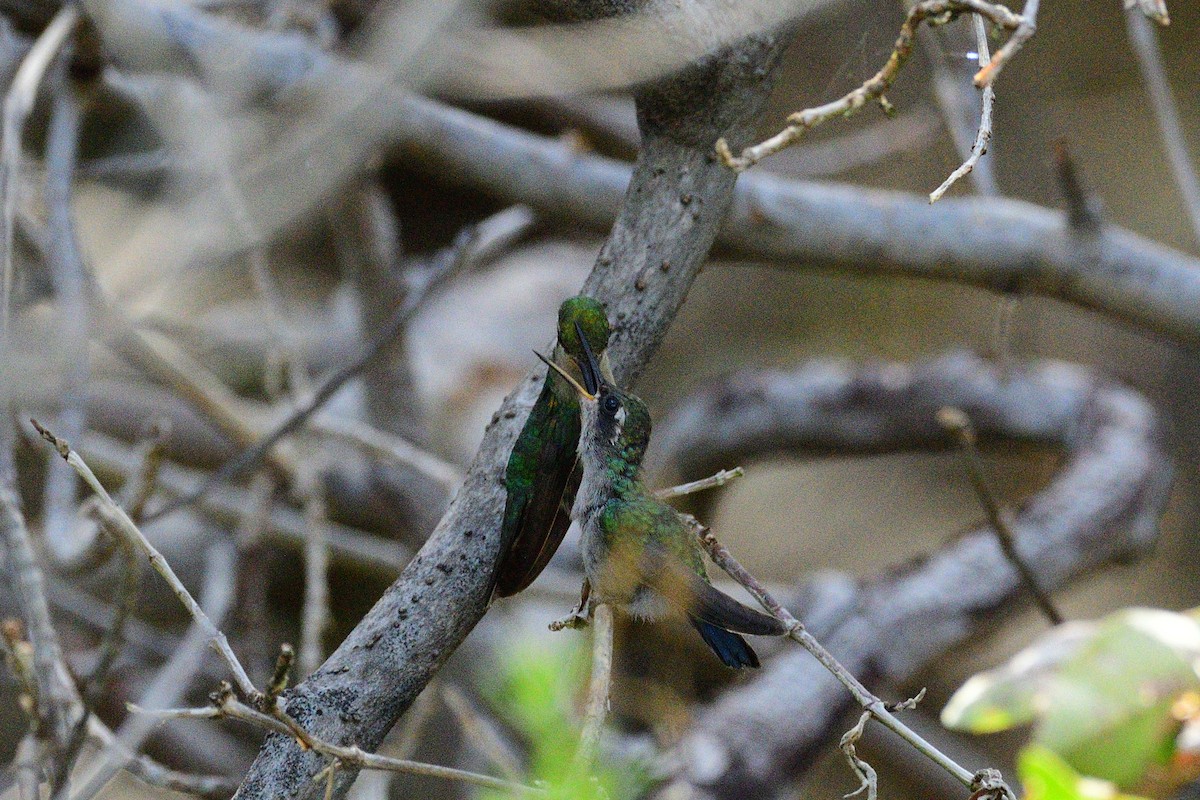 Blue-tailed Emerald - ML334672931