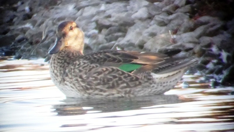 Green-winged Teal - ML33467381