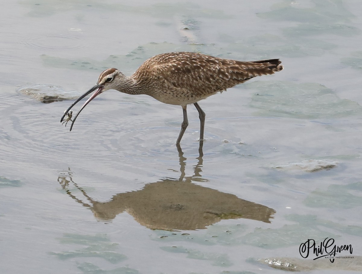 Whimbrel - Phil Green