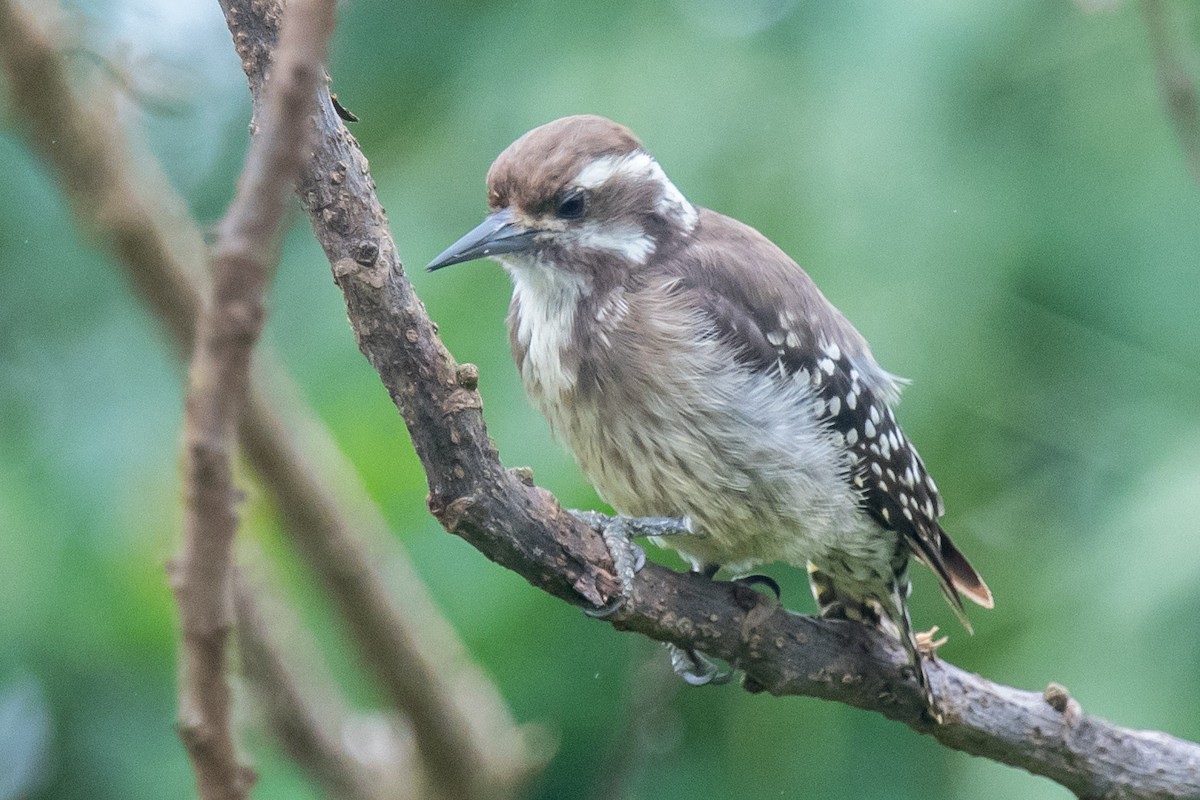 Brown-backed Woodpecker - ML334681661