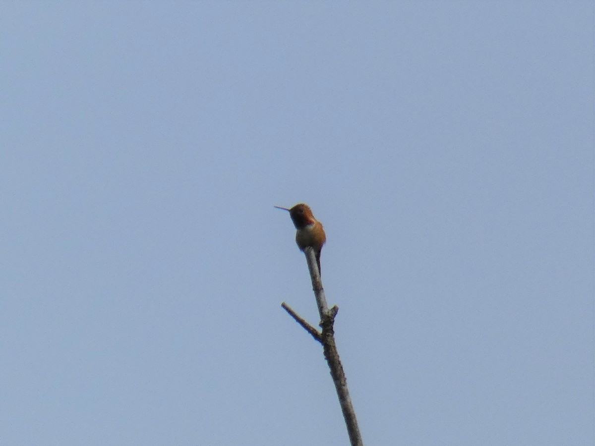 Rufous Hummingbird - ML334683351