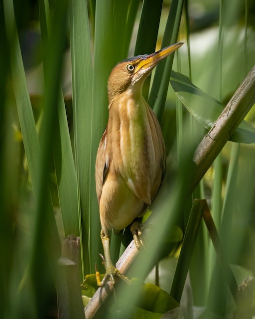 Least Bittern - Pennsylvania Ebird