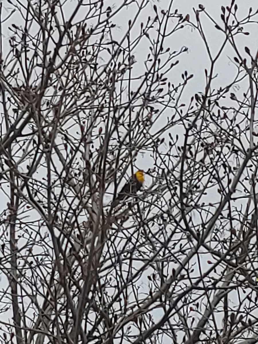 Yellow-headed Blackbird - ML334691071