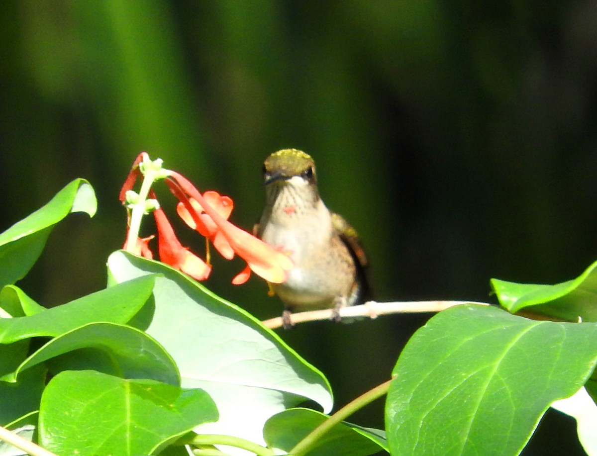 Ruby-throated Hummingbird - ML33469571