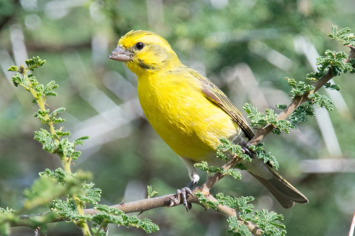 White-bellied Canary - ML334696811