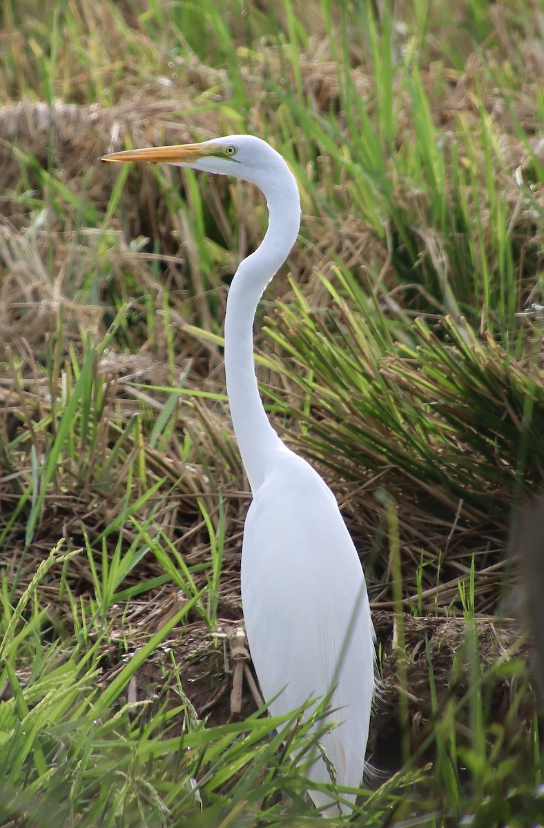 Great Egret - Wayne Paes