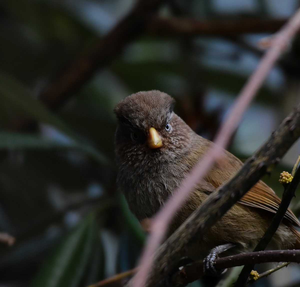 Brown Parrotbill - Souvik Das