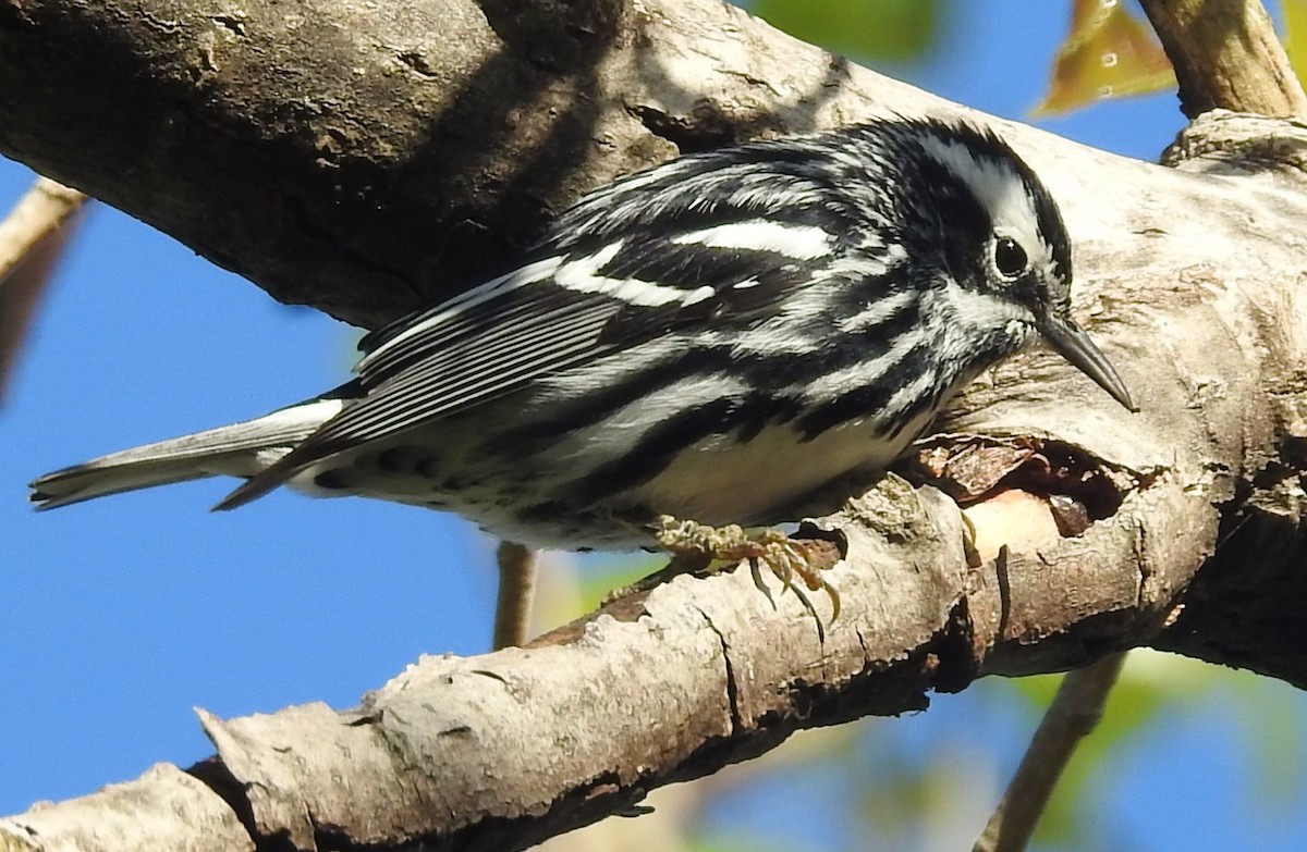 Black-and-white Warbler - ML334701681