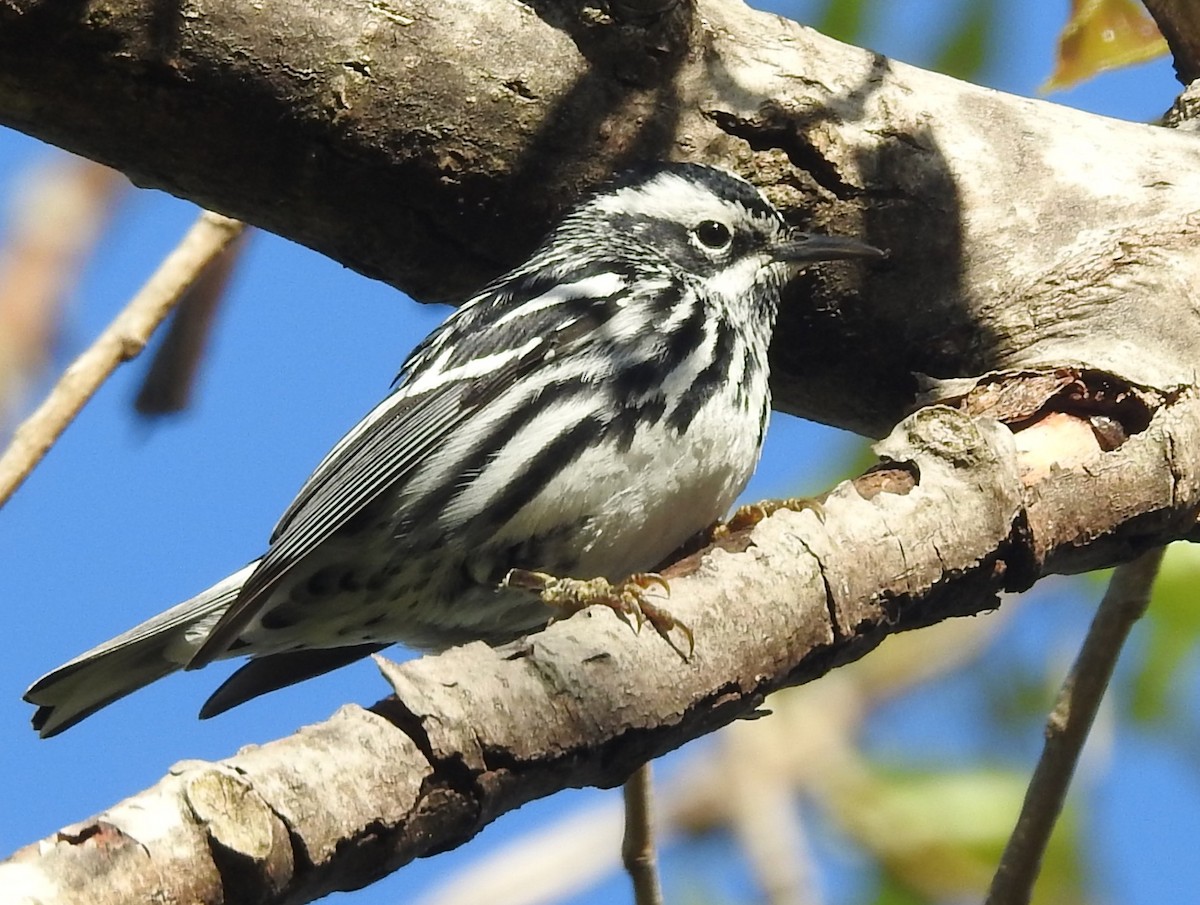 Black-and-white Warbler - ML334701781