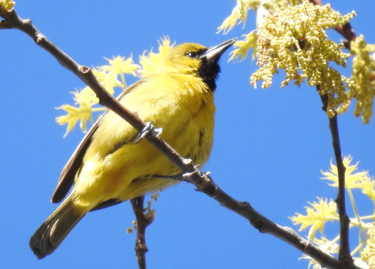 Orchard Oriole - ML334702351