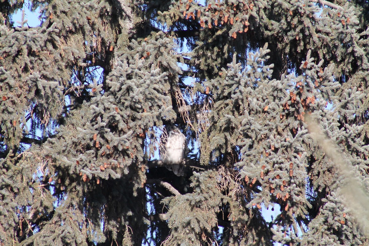 Great Horned Owl - ML334703931