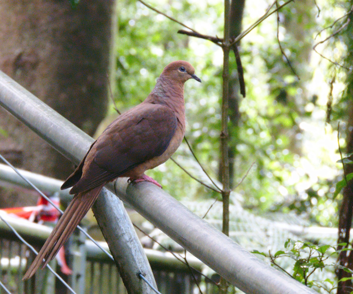 Brown Cuckoo-Dove - ML334704701