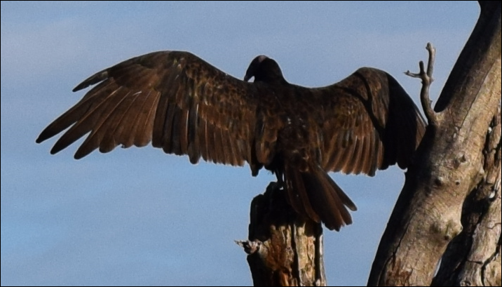 Turkey Vulture - Liz buck