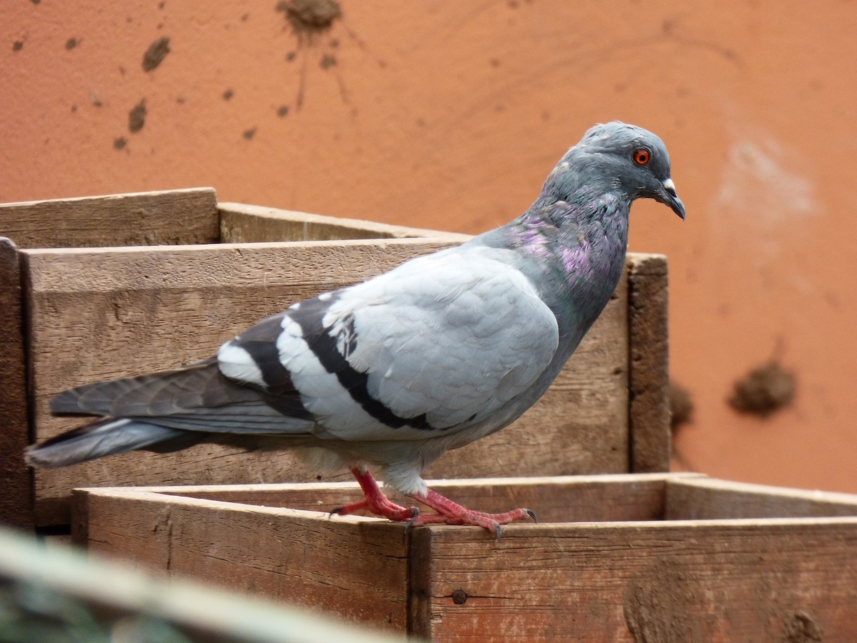 Rock Pigeon (Feral Pigeon) - Jeffrey Gammon