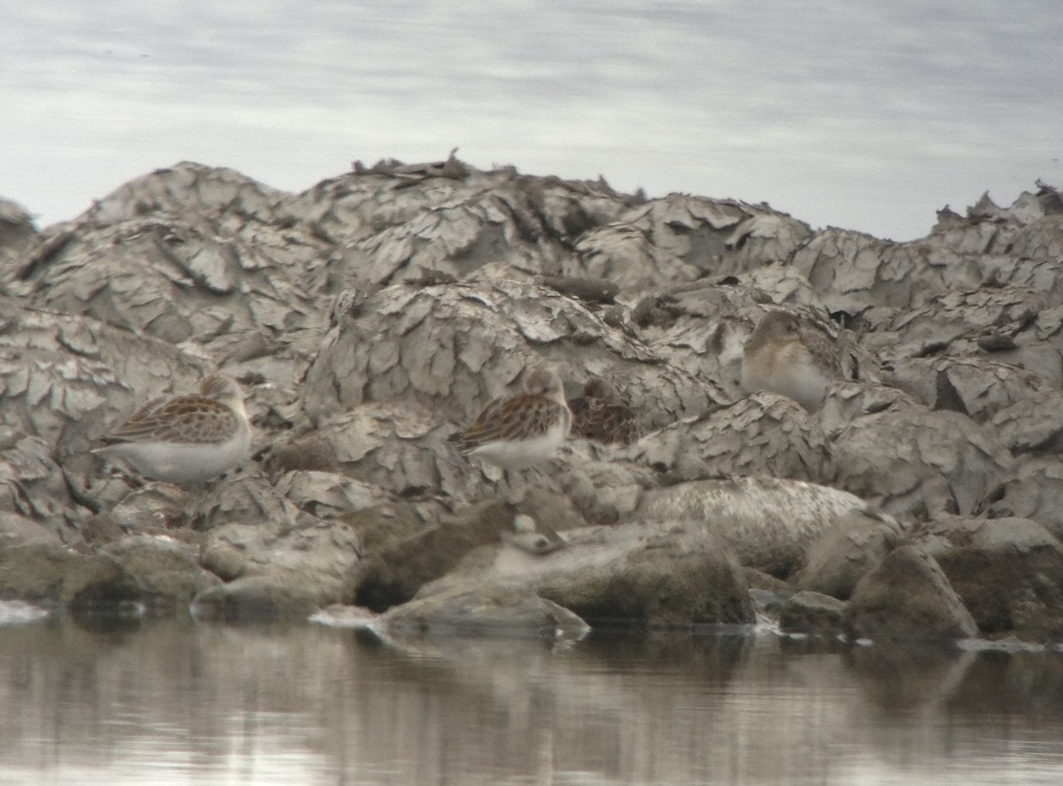 Curlew Sandpiper - Historical Middleton Island Data
