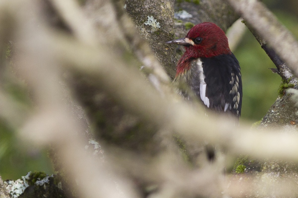 Red-breasted Sapsucker - Historical Middleton Island Data