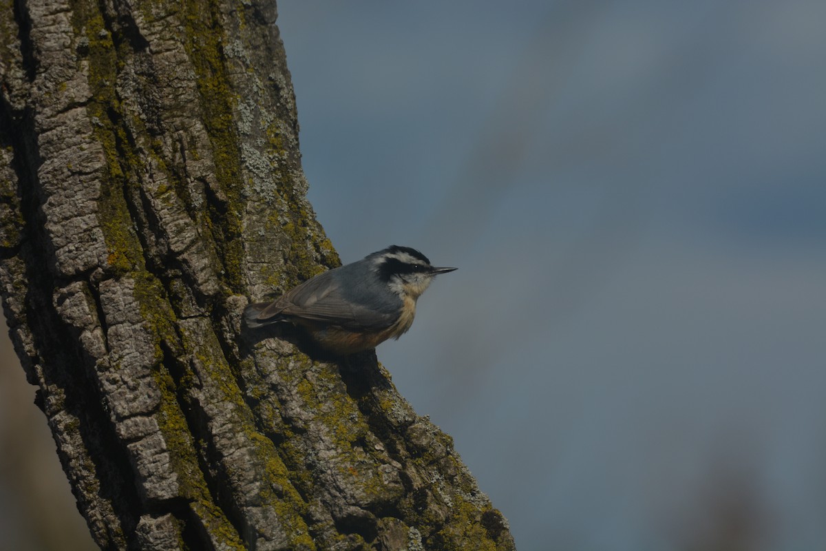 Red-breasted Nuthatch - ML334714751