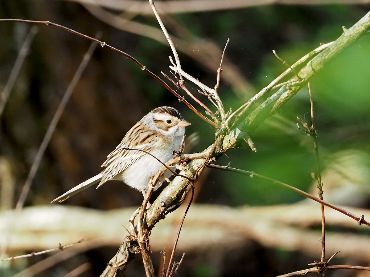 Clay-colored Sparrow - ML334724851
