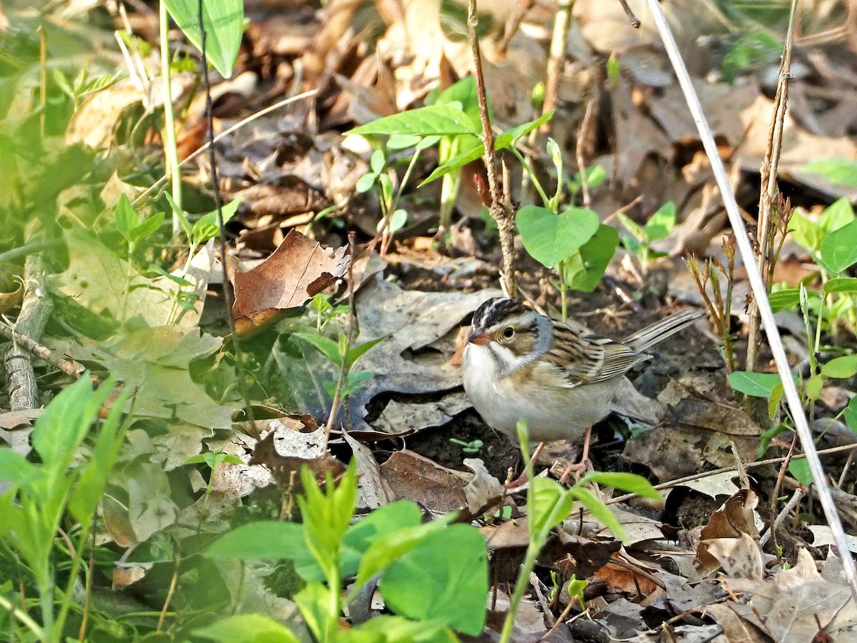 Clay-colored Sparrow - ML334724961