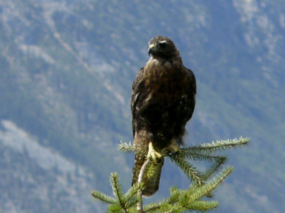 Red-tailed Hawk - ML33472641
