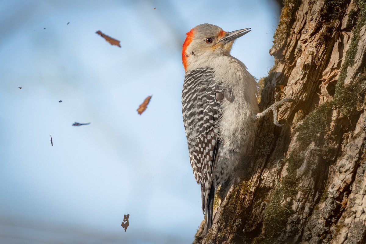Red-bellied Woodpecker - ML334732331