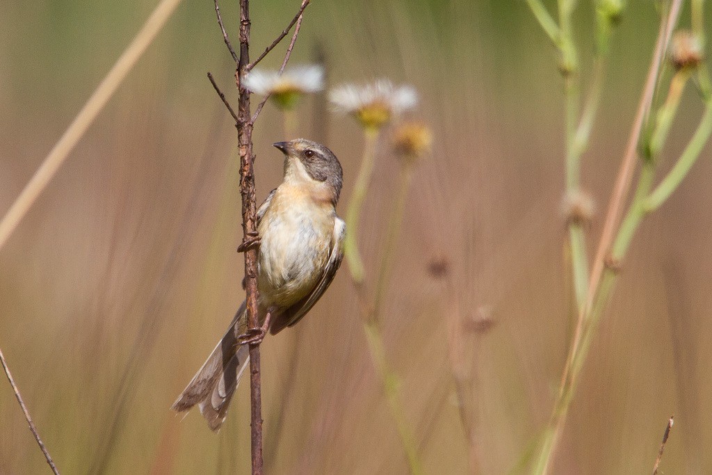 Long-tailed Reed Finch - ML334736731