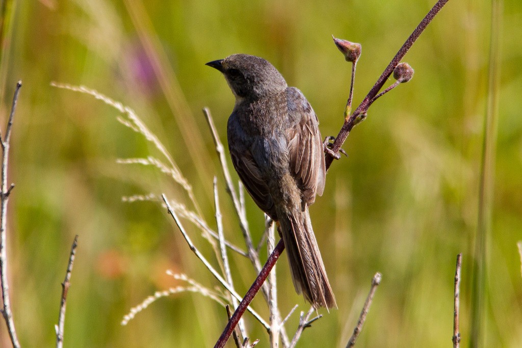 Long-tailed Reed Finch - ML334736741