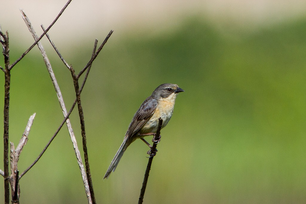 Long-tailed Reed Finch - ML334736751