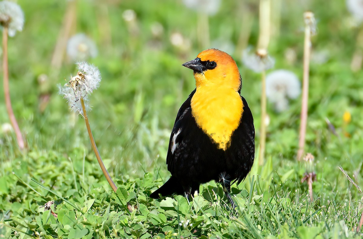 Yellow-headed Blackbird - ML334737881