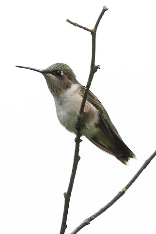 Ruby-throated Hummingbird - ML33473801