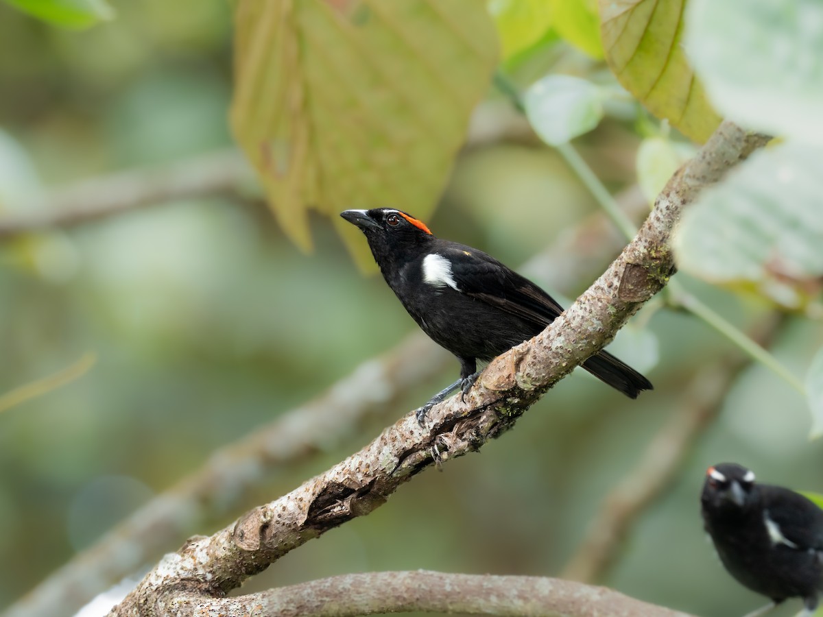 Scarlet-browed Tanager - ML334739221