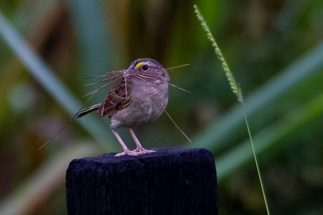 Grassland Sparrow - LAERTE CARDIM