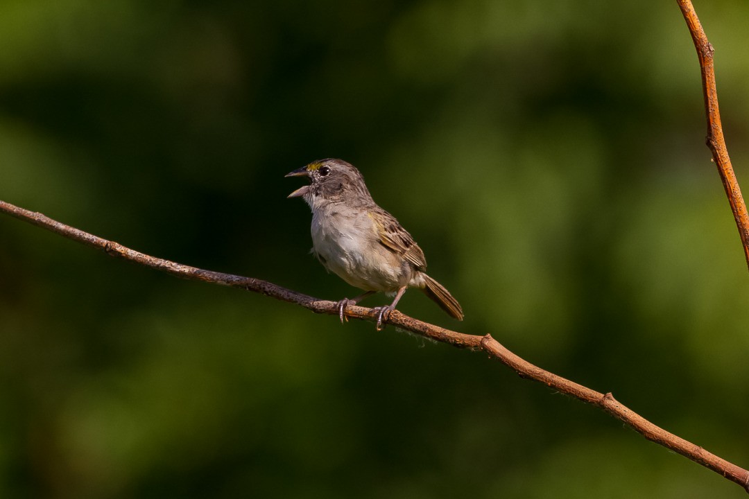 Grassland Sparrow - ML334740691