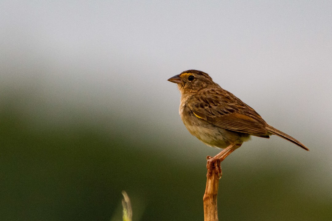 Grassland Sparrow - ML334740711