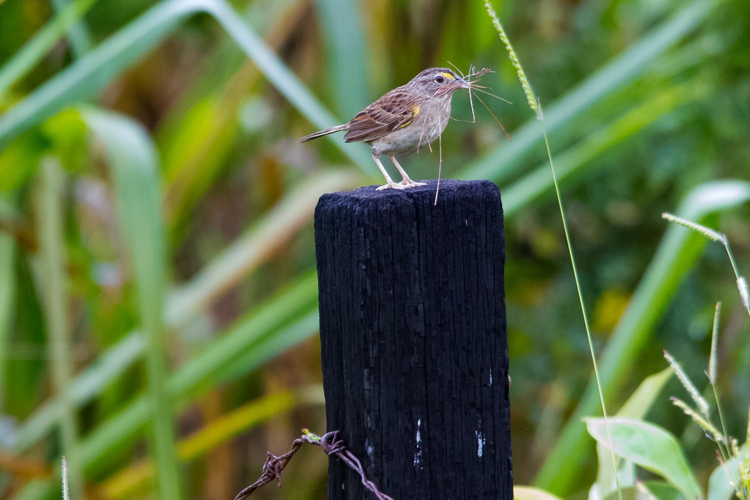 Grassland Sparrow - ML334740731