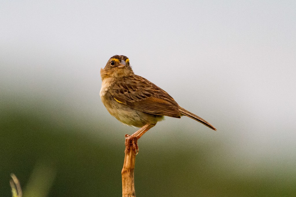 Grassland Sparrow - ML334742601