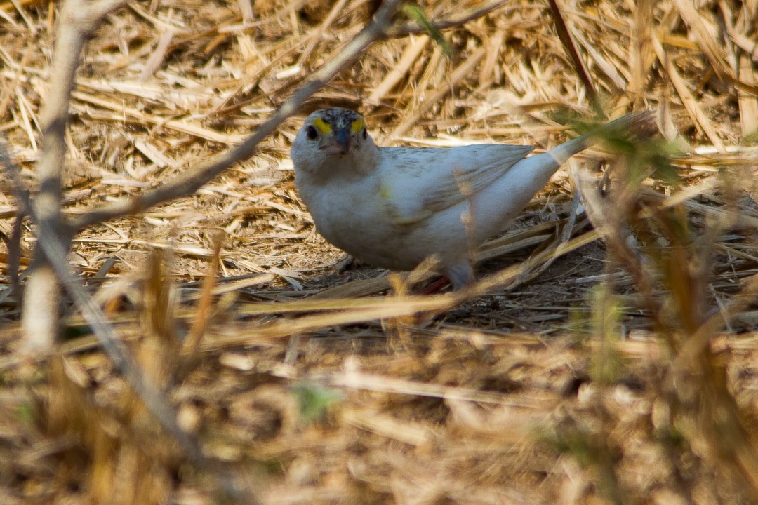 Grassland Sparrow - ML334742621