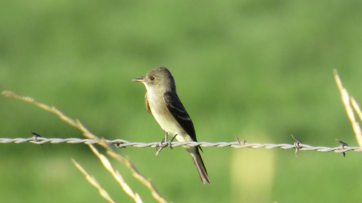 Willow Flycatcher - Mike Hearell