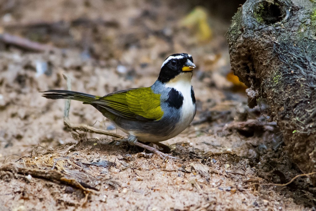 Half-collared Sparrow - LAERTE CARDIM