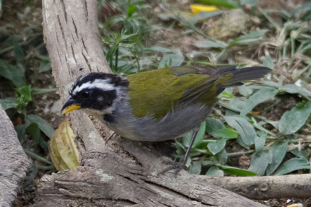 Half-collared Sparrow - ML334745341