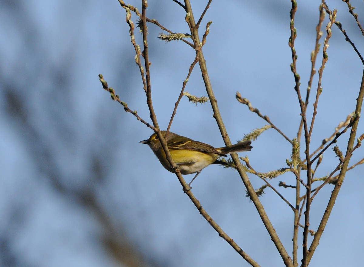 White-eyed Vireo - ML334747091