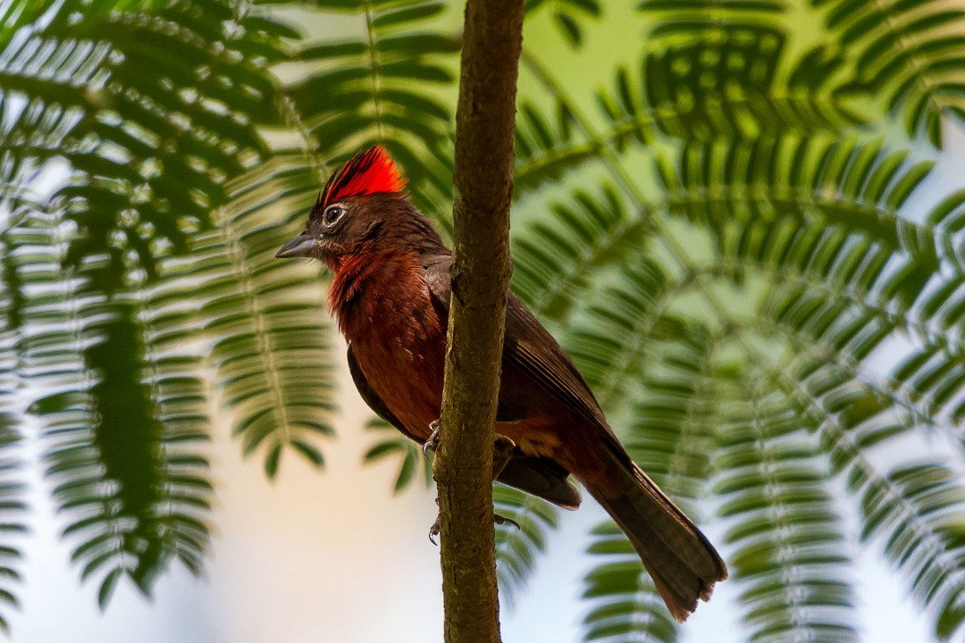 Red-crested Finch - ML334749941