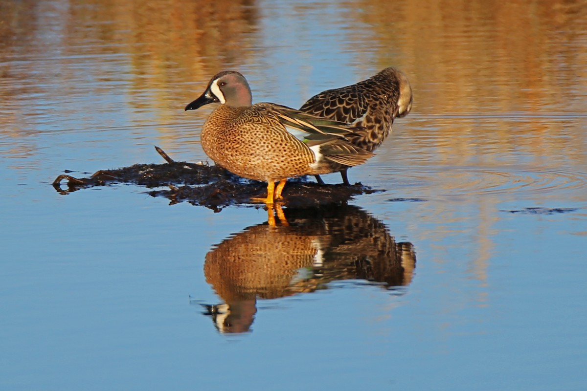 Blue-winged Teal - ML334753871
