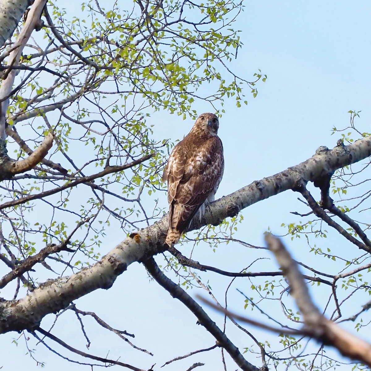 Red-tailed Hawk - ML334755641