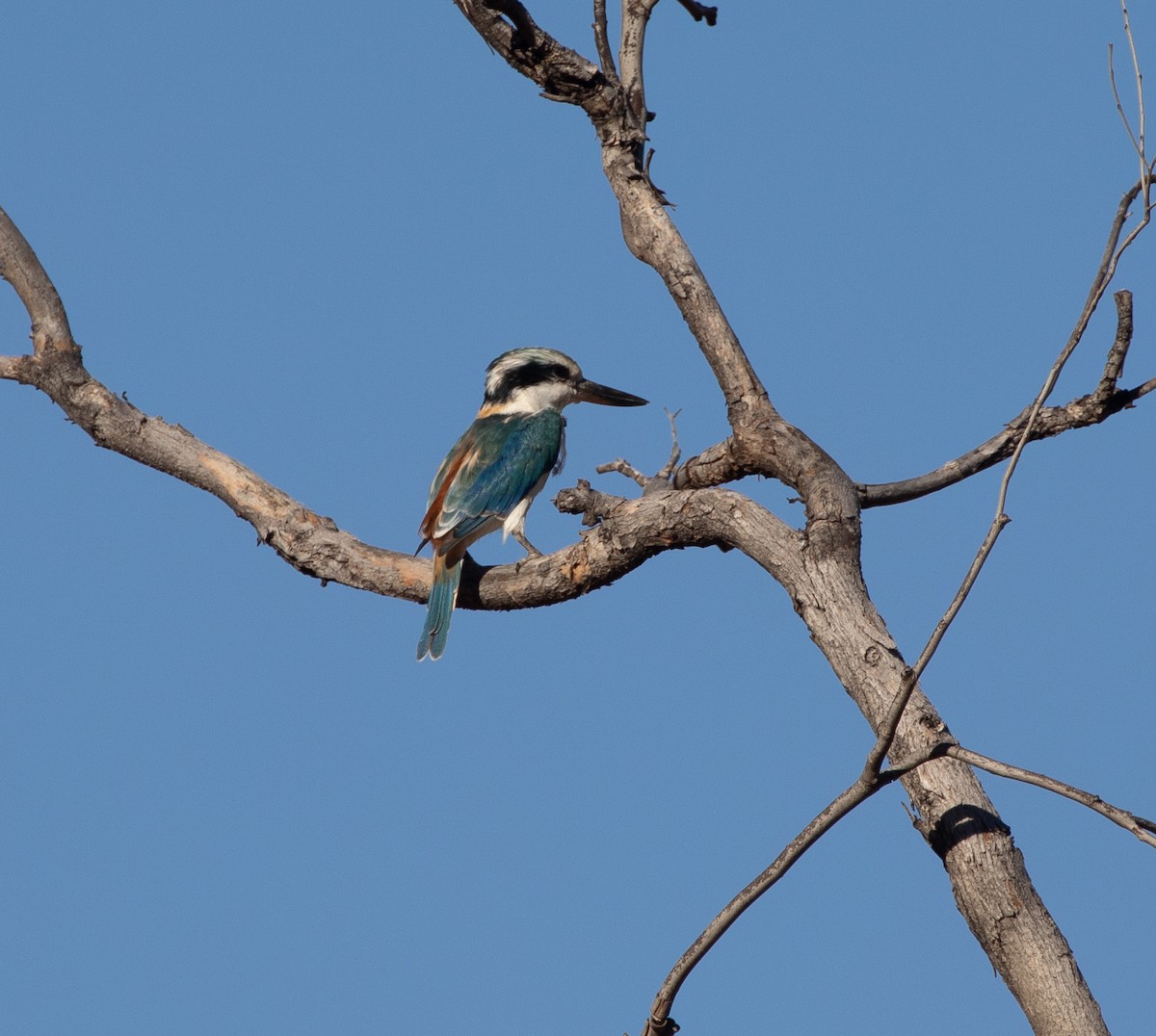 Red-backed Kingfisher - ML334759431