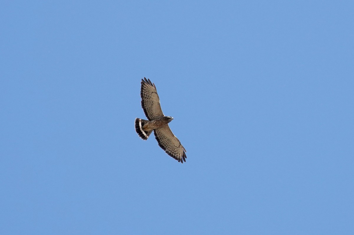 Broad-winged Hawk - ML334762891