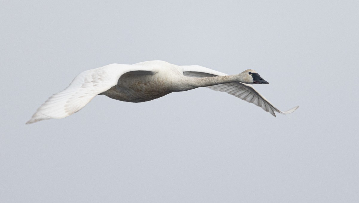 Tundra Swan - Matt Goff