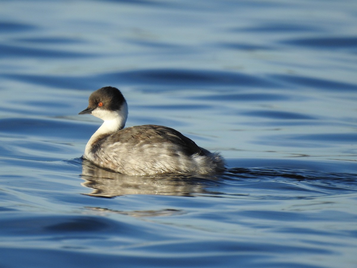 Silvery Grebe (Andean) - ML334773991