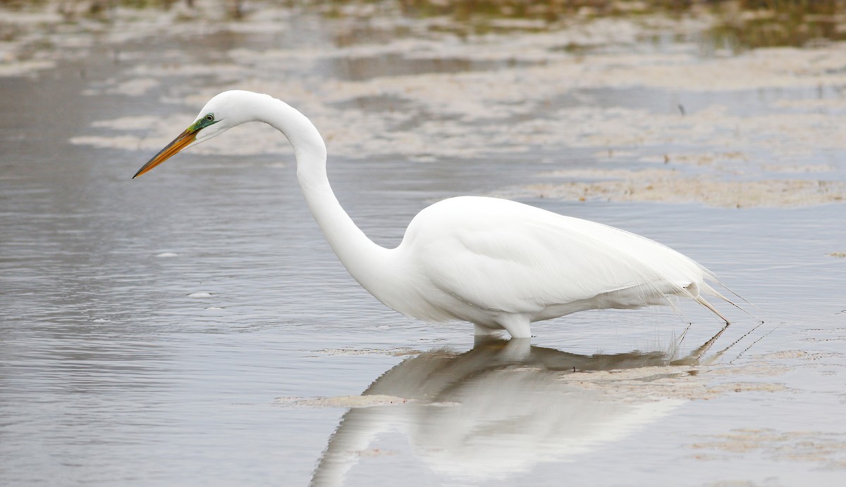 Great Egret - Gary Jarvis